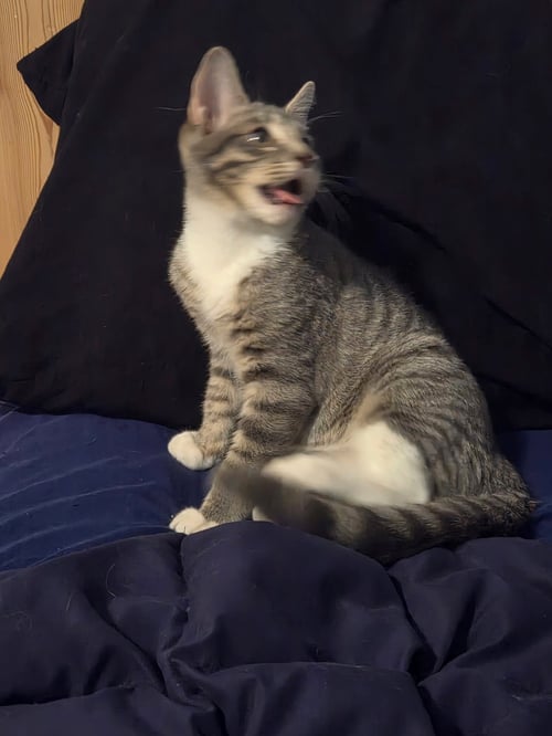 CHROME - Tabby / Domestic Short Hair available for adoption