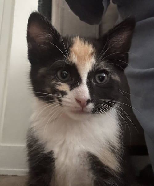 SPICY BASIL - Calico / Domestic Short Hair available for adoption