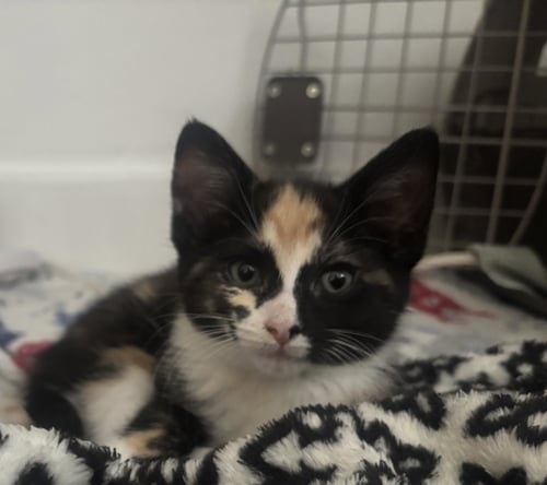SPICY BASIL - Calico / Domestic Short Hair available for adoption