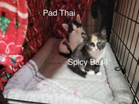 Spicy Basil - Photo 3