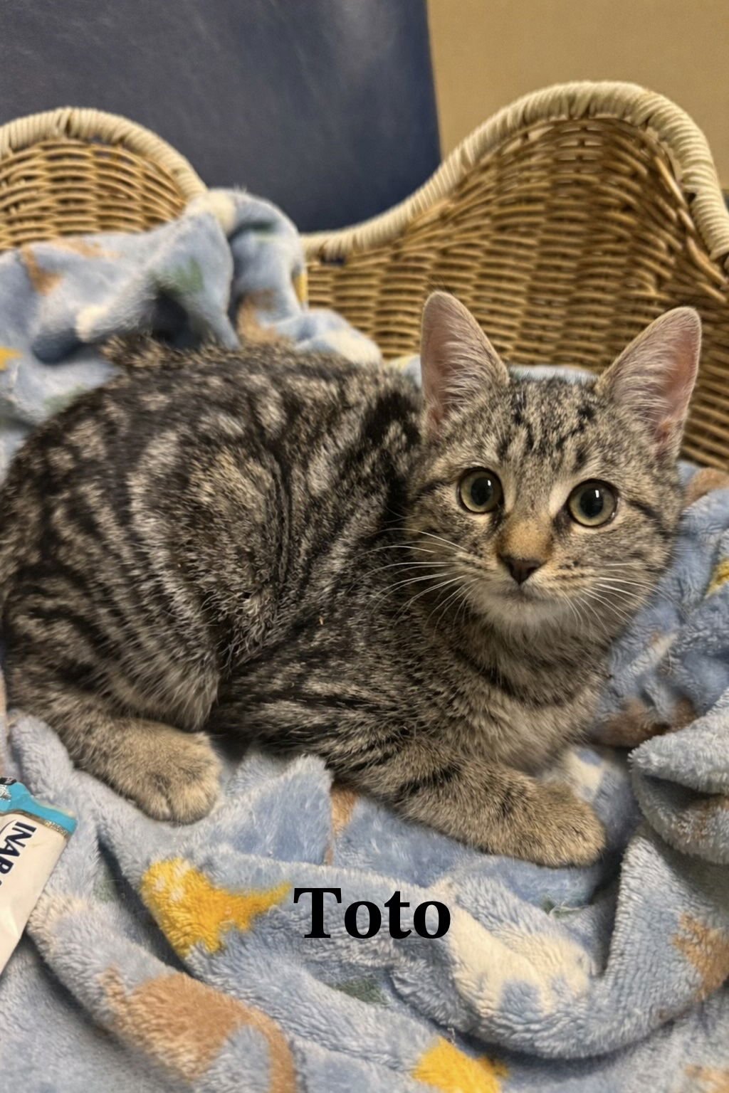 TOTO - Tabby / Domestic Short Hair available for adoption