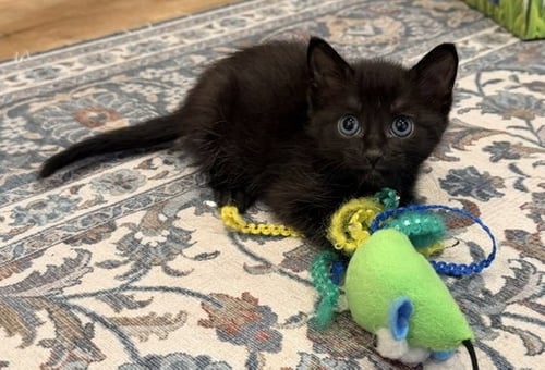 AILEEN - Domestic Short Hair available for adoption