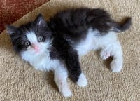 Fancy Free - Photo 1