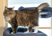 Arya - Photo 2