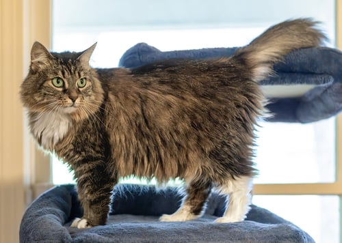 ARYA - Maine Coon / Tabby available for adoption