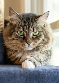 Arya - Photo 3