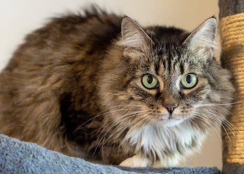 ARYA - Maine Coon / Tabby available for adoption