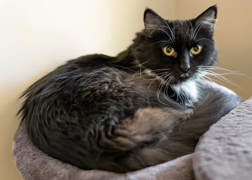 ELENOR - Domestic Short Hair available for adoption