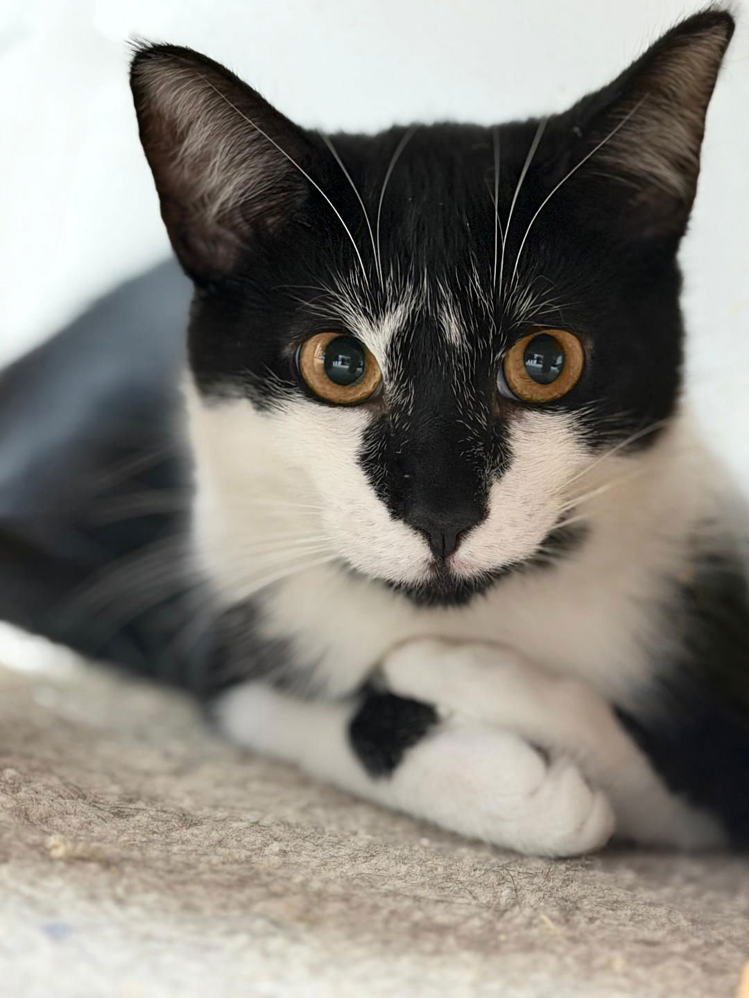 DAPPLES - Domestic Short Hair available for adoption