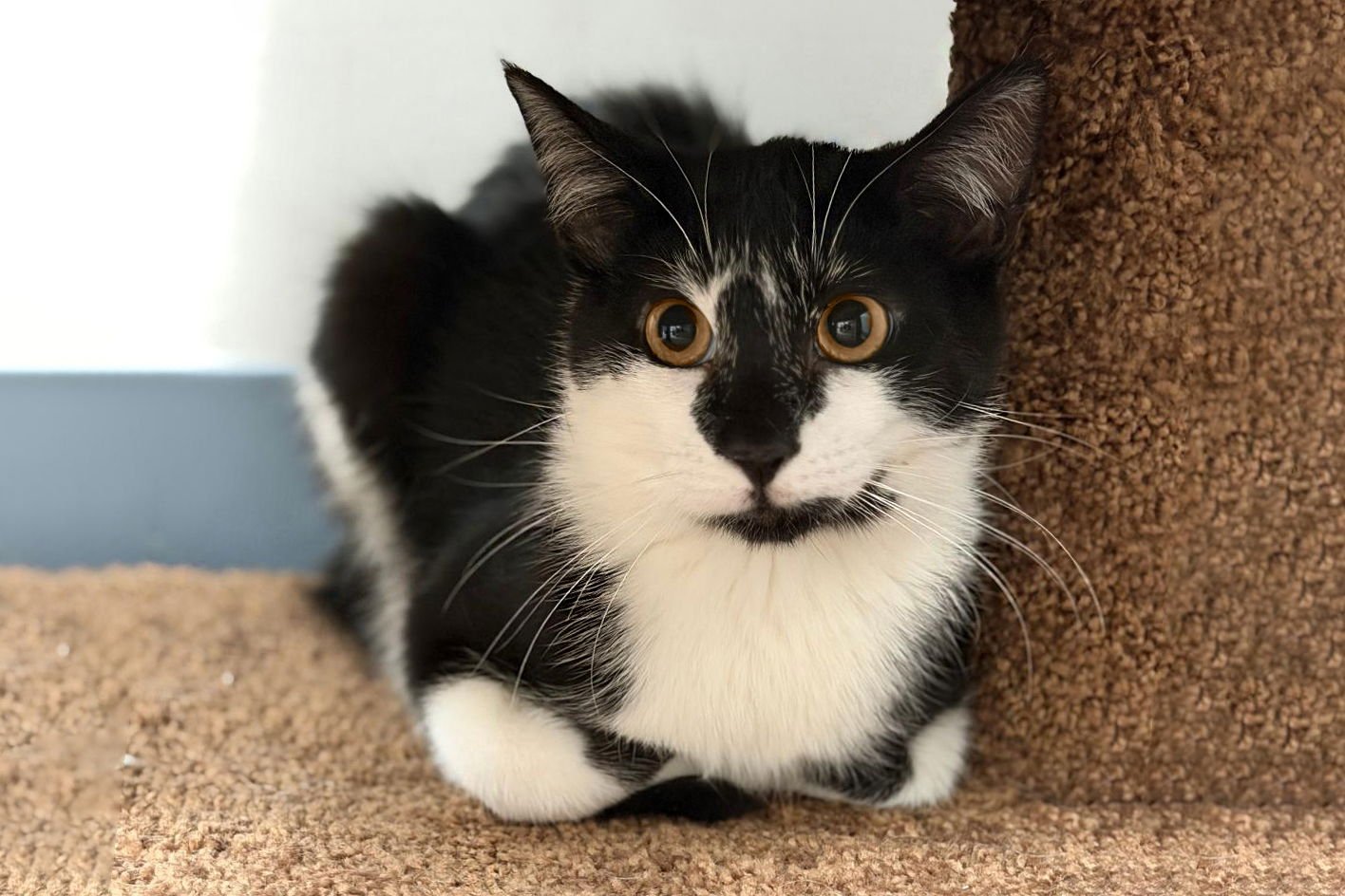 DAPPLES - Domestic Short Hair available for adoption