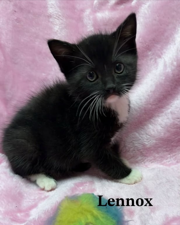 Lennox Image