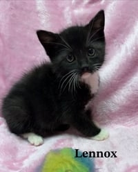 Lennox - Photo 1