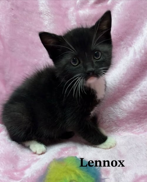 LENNOX - Tuxedo / Domestic Short Hair available for adoption