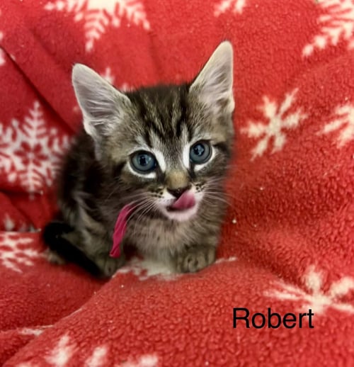 ROBERT - Tabby / Domestic Short Hair available for adoption