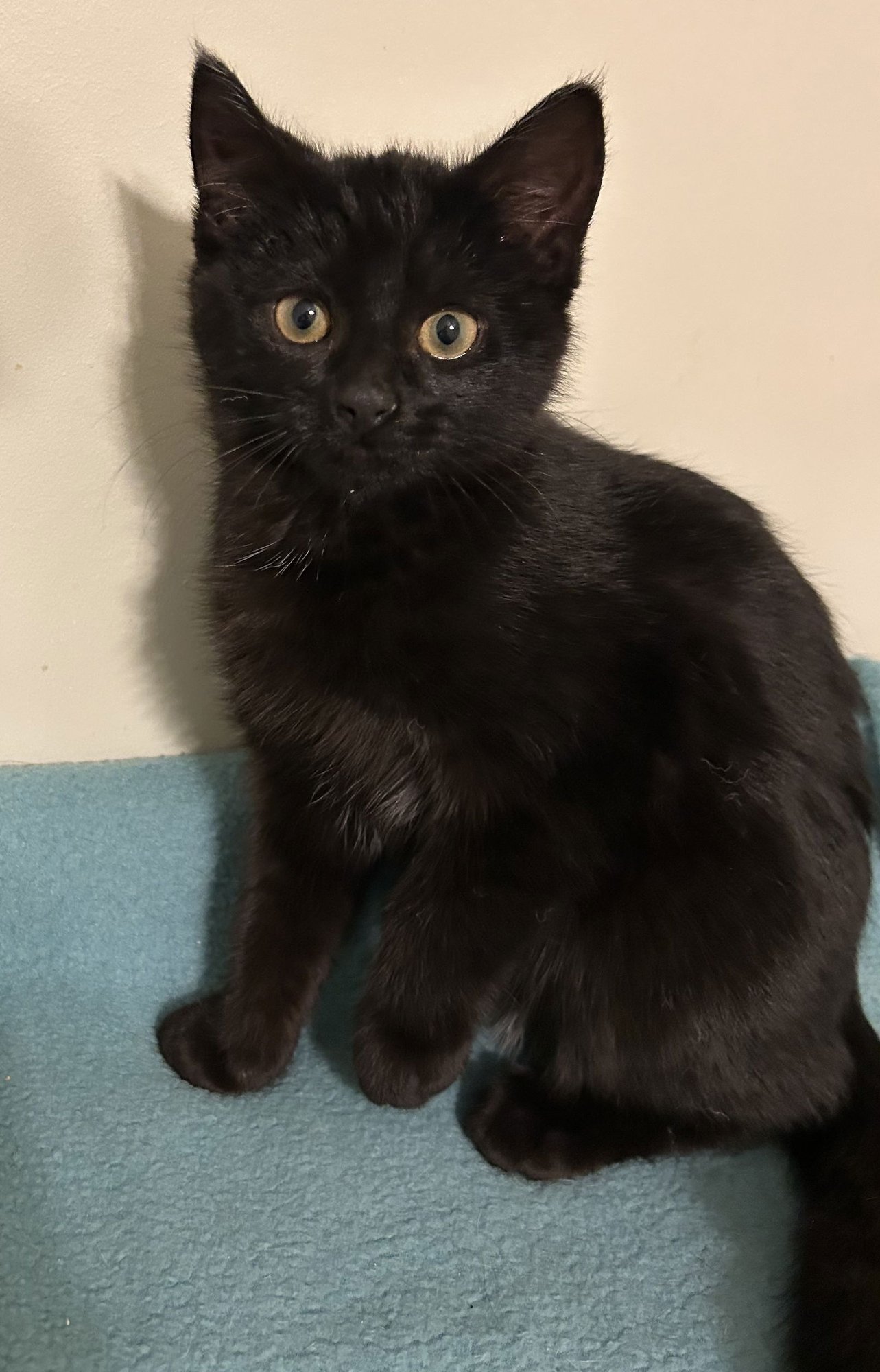 MOONIE - Domestic Short Hair available for adoption