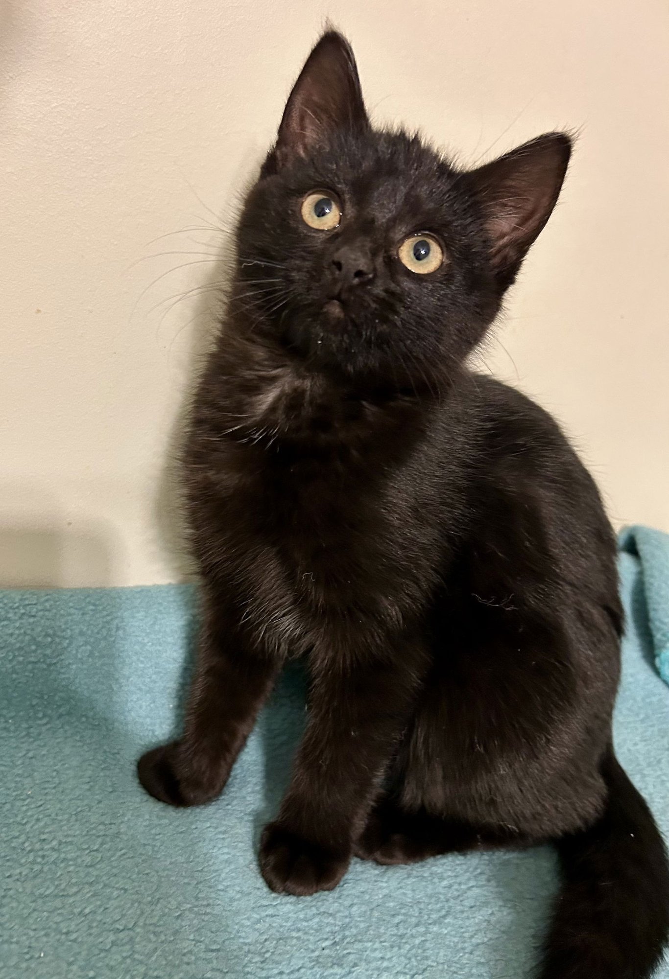 MOONIE - Domestic Short Hair available for adoption