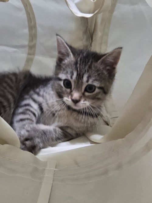MAUI - Tabby / Domestic Short Hair available for adoption
