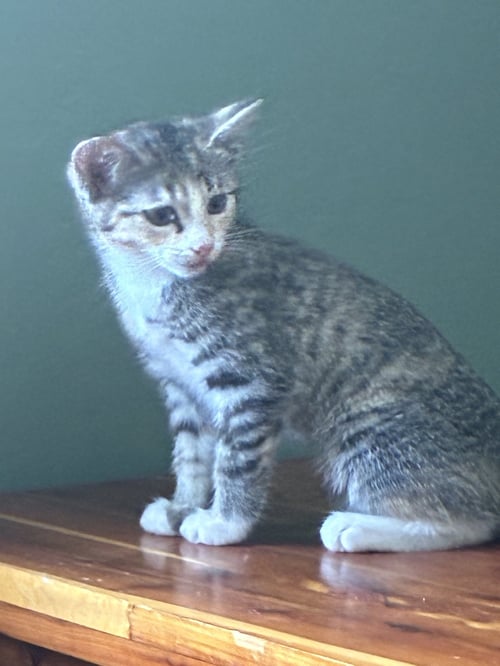IRIS - Tabby / Domestic Short Hair available for adoption