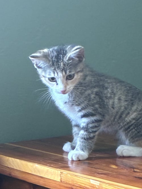 IRIS - Tabby / Domestic Short Hair available for adoption