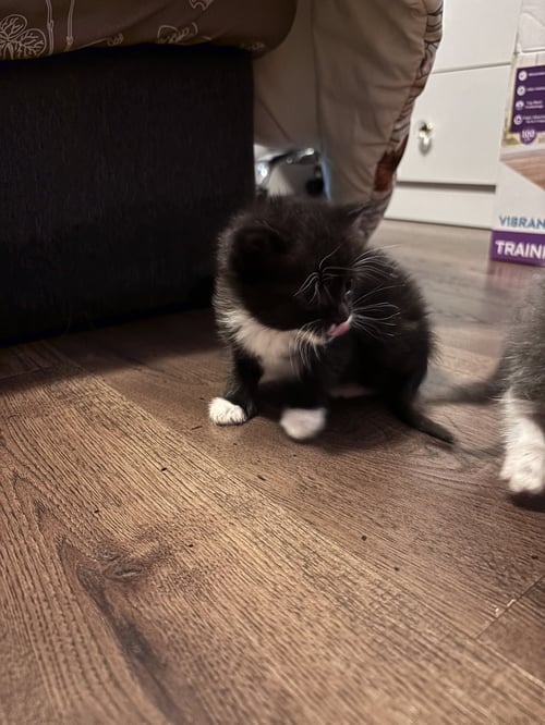 FINLEE - Domestic Short Hair available for adoption