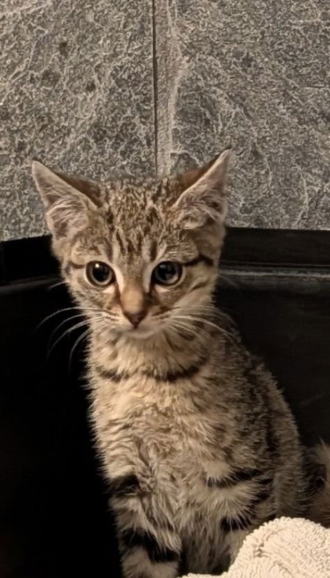 PAYTON - Tabby / Domestic Short Hair available for adoption