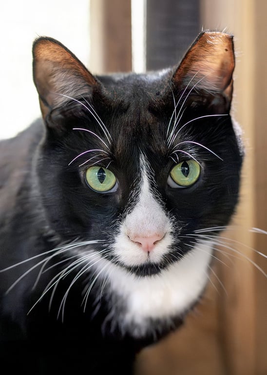 Friskies Image