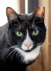 Friskies - Photo 1
