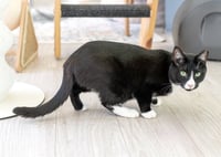 Friskies - Photo 3