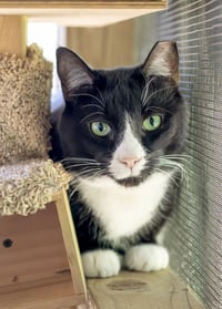 Friskies - Photo 4