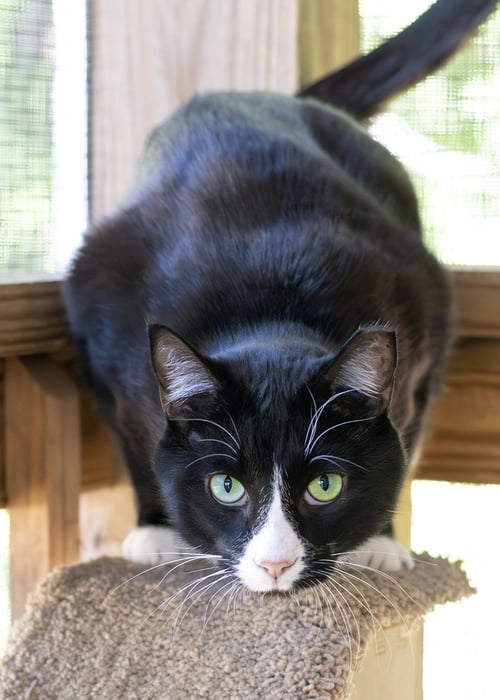 FRISKIES - Domestic Short Hair available for adoption