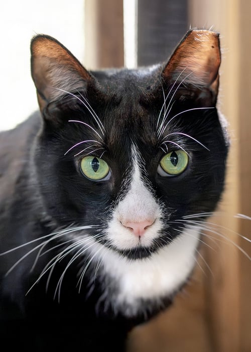 FRISKIES - Domestic Short Hair available for adoption