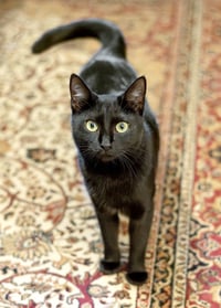 Friendly - Photo 3