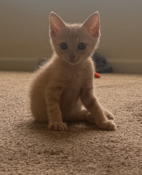 KORTLAND - Tabby / Domestic Short Hair available for adoption