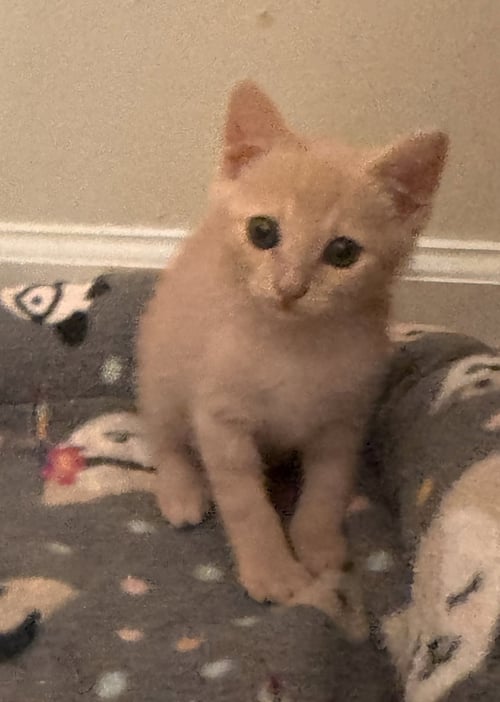 KORTLAND - Tabby / Domestic Short Hair available for adoption