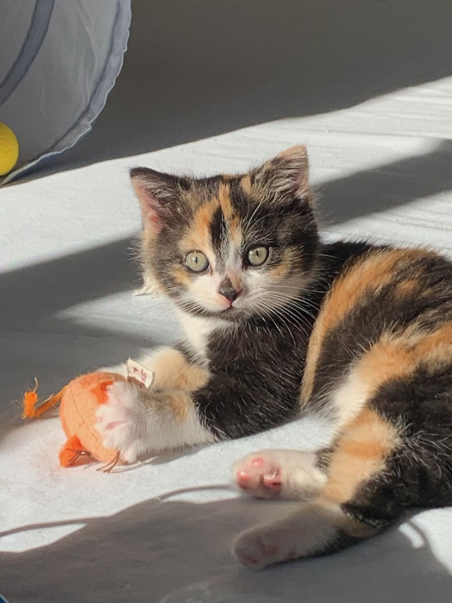 MIRIAM - Calico / Domestic Short Hair available for adoption