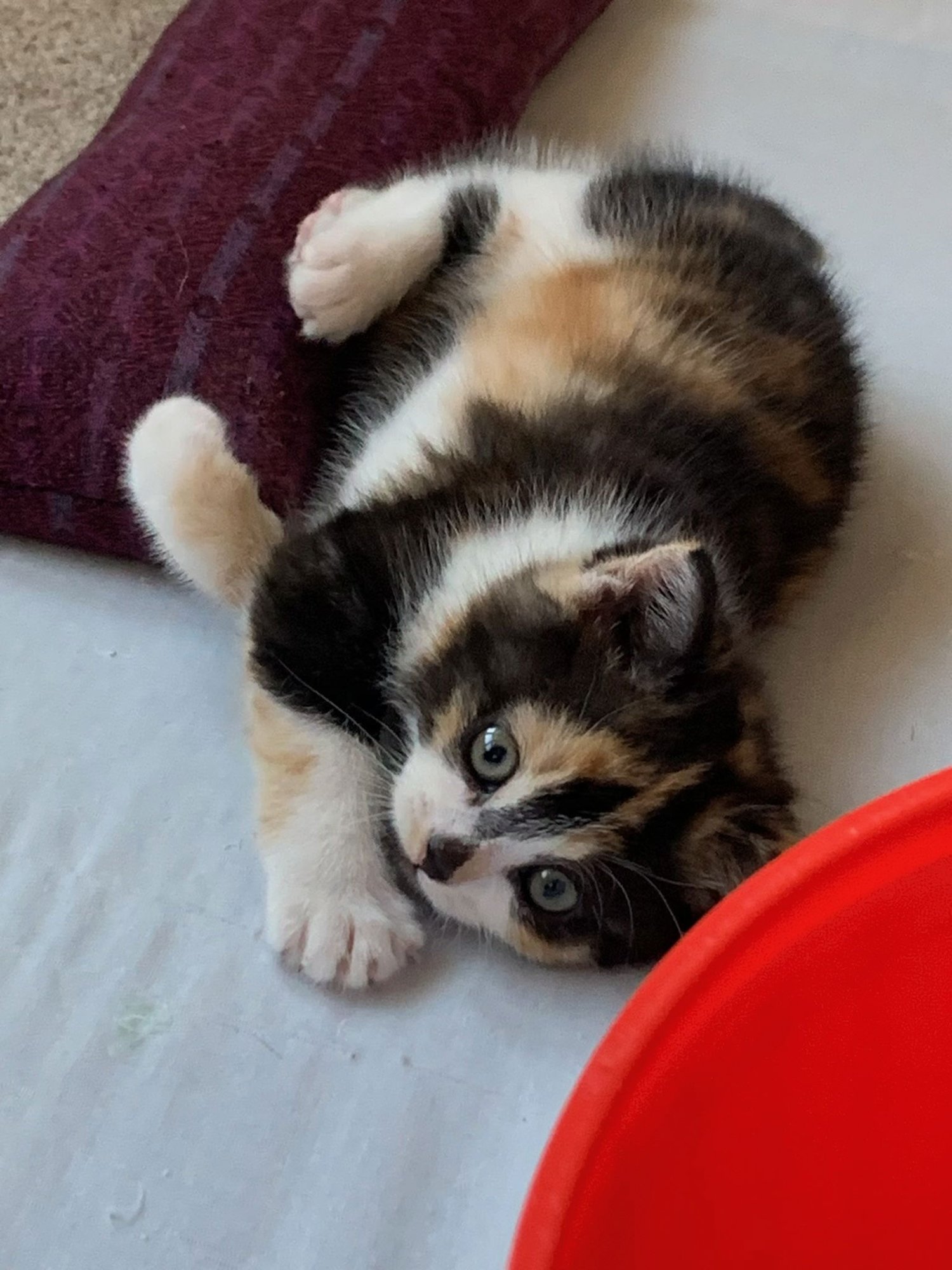 MIRIAM - Calico / Domestic Short Hair available for adoption