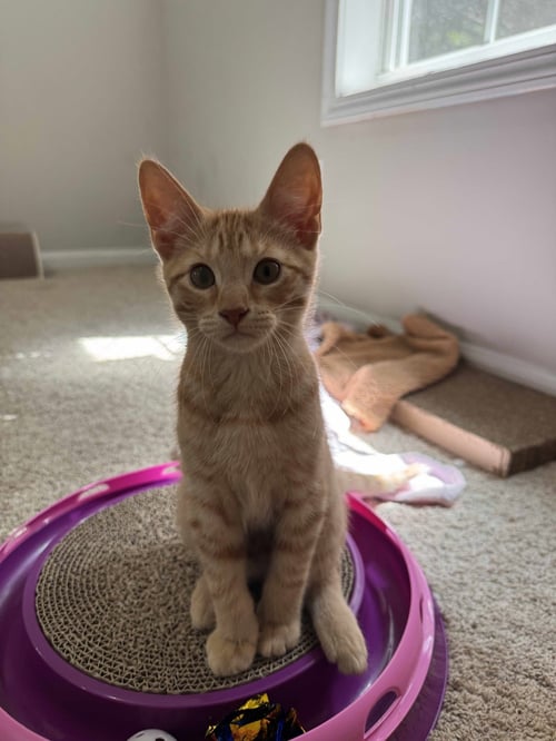 OLIVER TWIST - Domestic Short Hair available for adoption