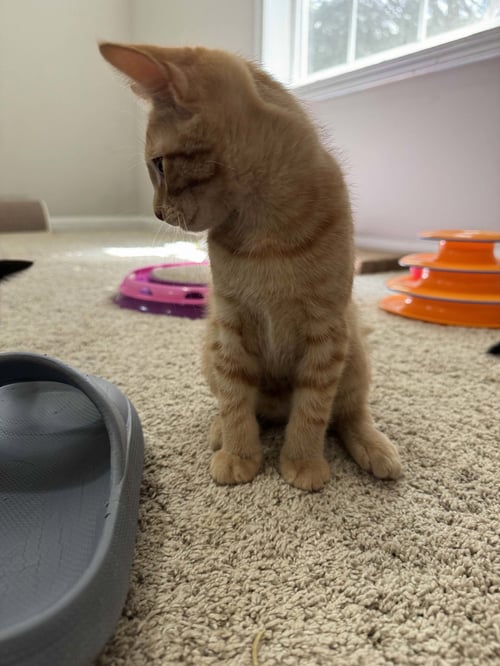 OLIVER TWIST - Domestic Short Hair available for adoption