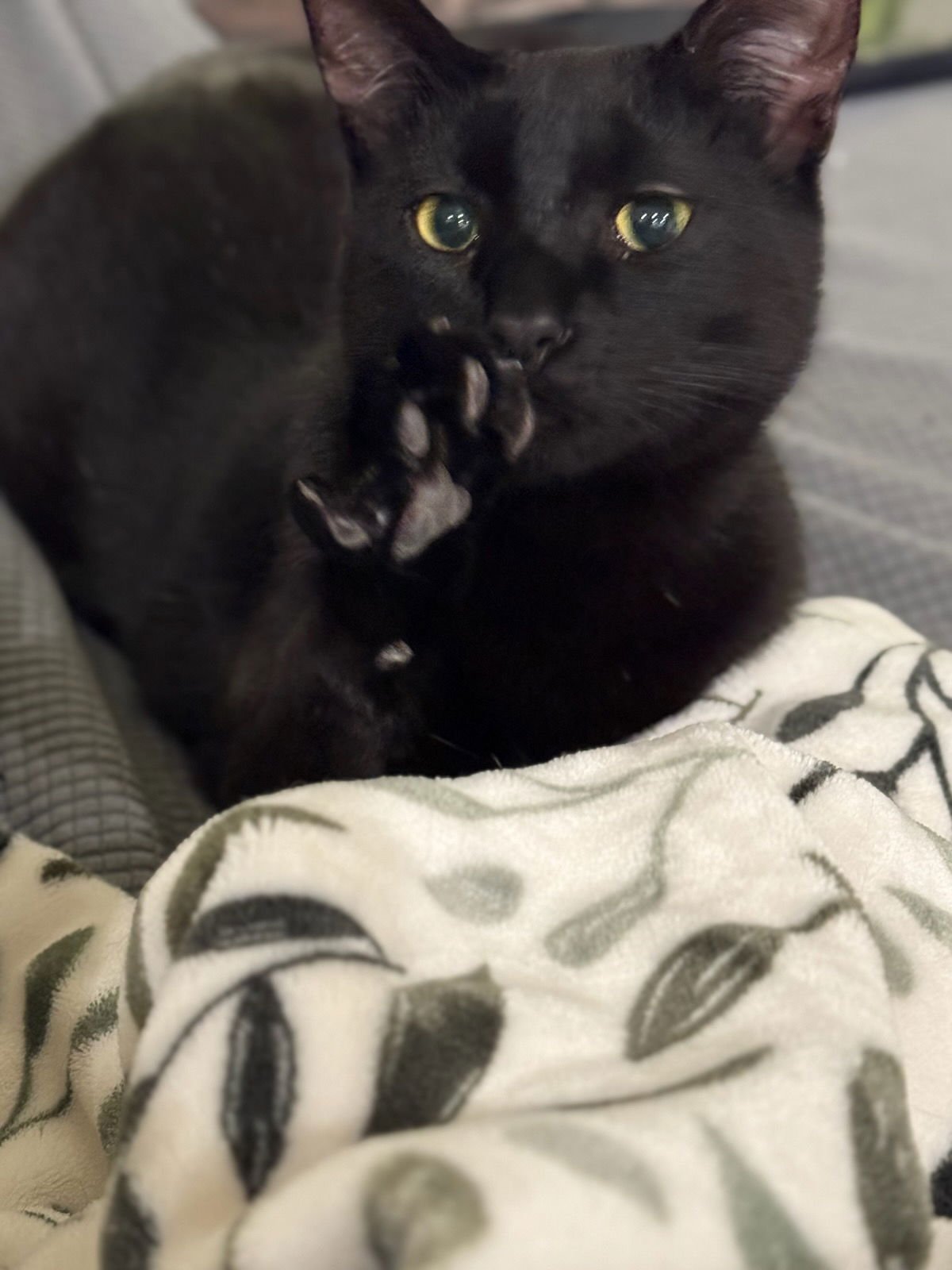ZUBI - Domestic Short Hair available for adoption