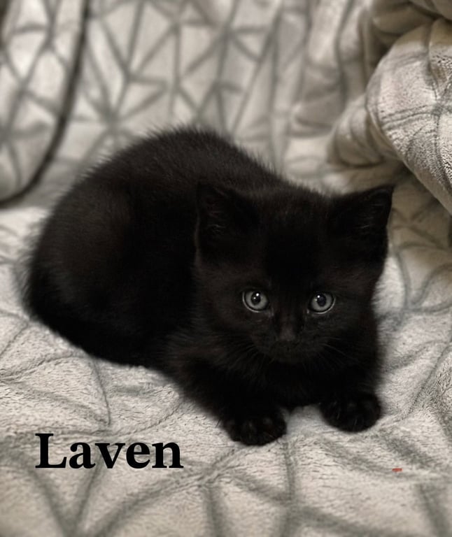Laven Image