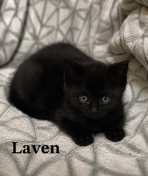 LAVEN - Domestic Short Hair available for adoption