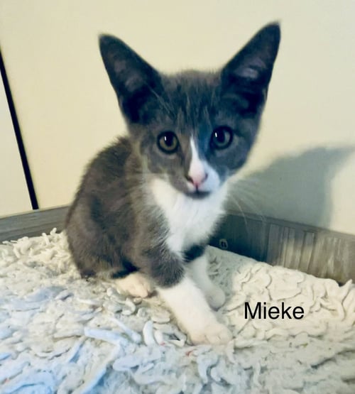MIEKE - Domestic Short Hair available for adoption
