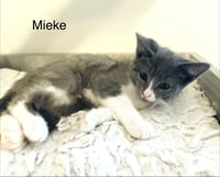 Mieke - Photo 3