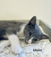 Mieke - Photo 4