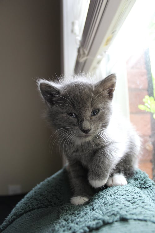 RUMOR - Russian Blue / Domestic Short Hair available for adoption