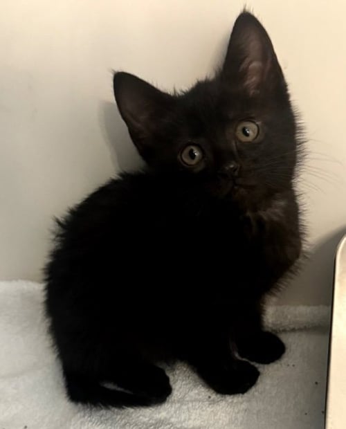 BEBE - Domestic Short Hair available for adoption
