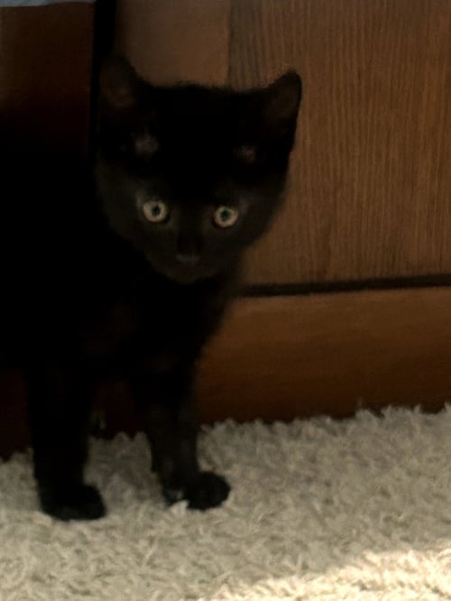 BEBE - Domestic Short Hair available for adoption