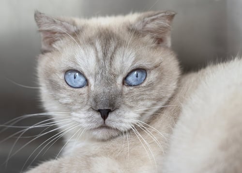 HUCK - Scottish Fold available for adoption
