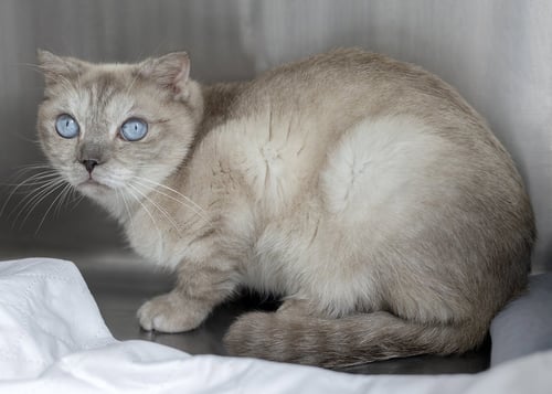HUCK - Scottish Fold available for adoption