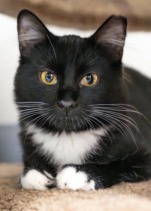 TRACY - Domestic Short Hair available for adoption